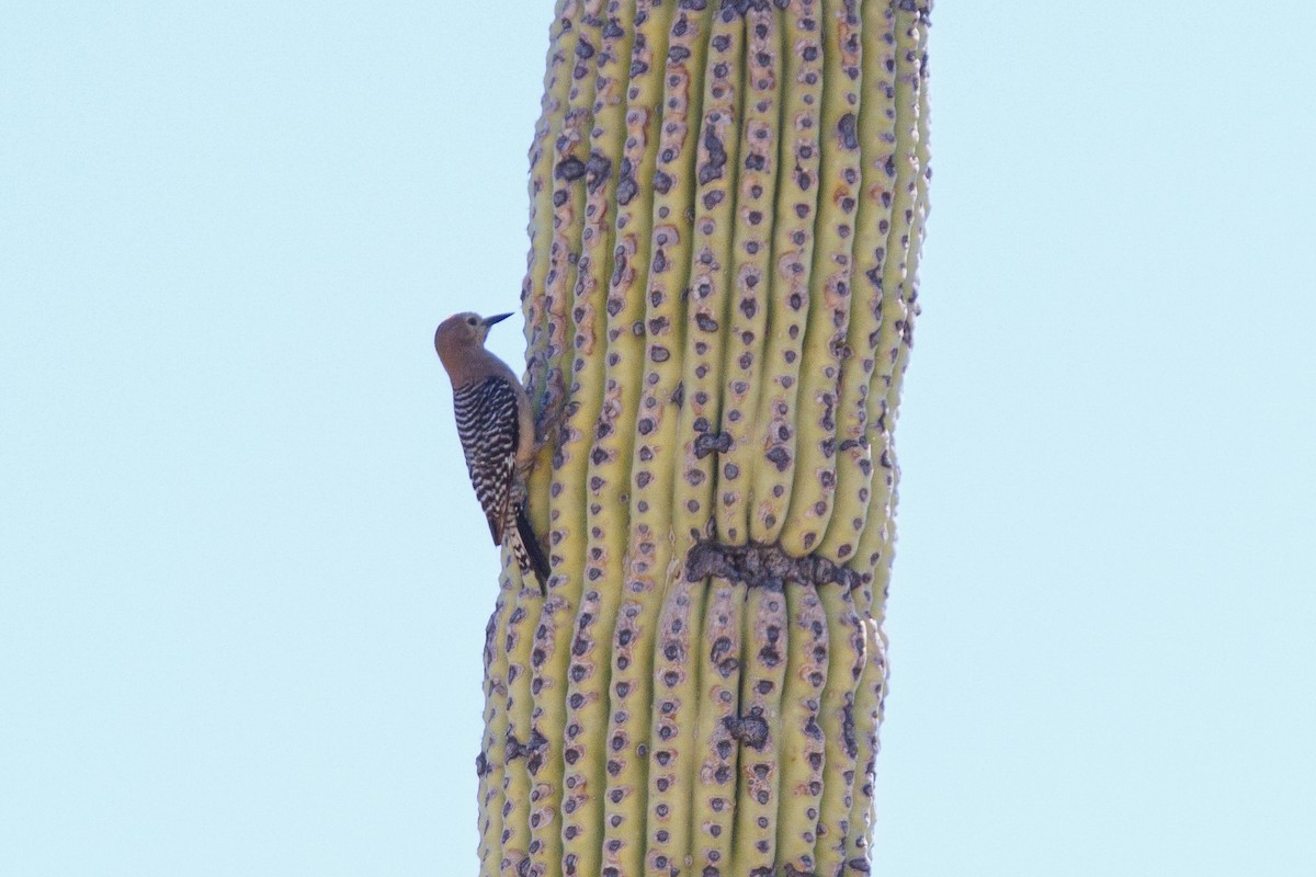 Gila Woodpecker - ML623333839