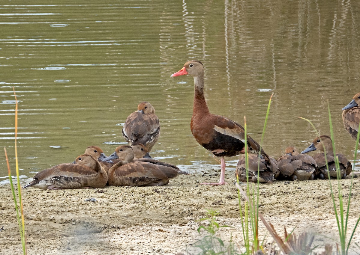 Black-bellied Whistling-Duck - ML623333924