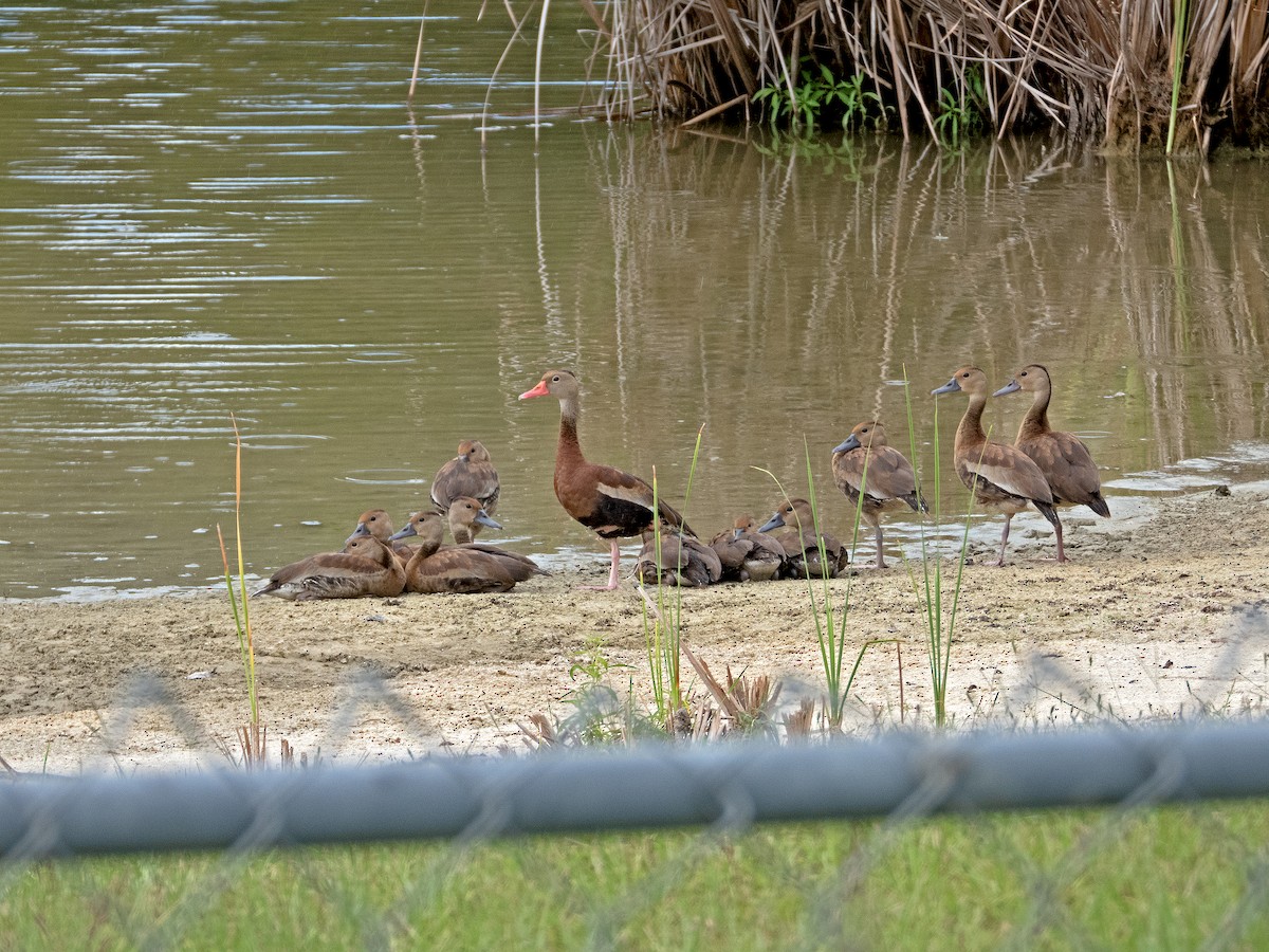 Black-bellied Whistling-Duck - ML623333957