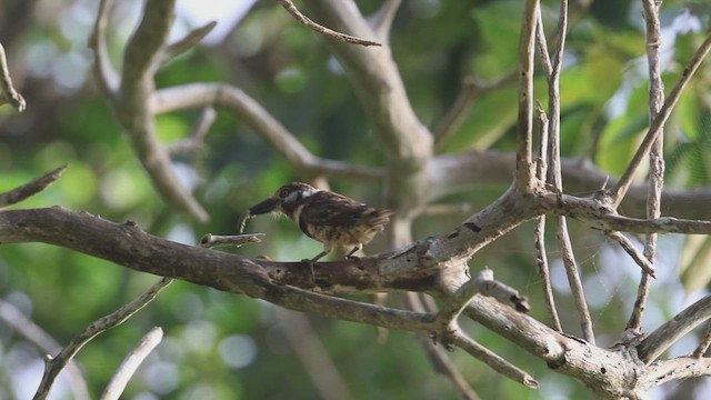 Russet-throated Puffbird - ML623334013