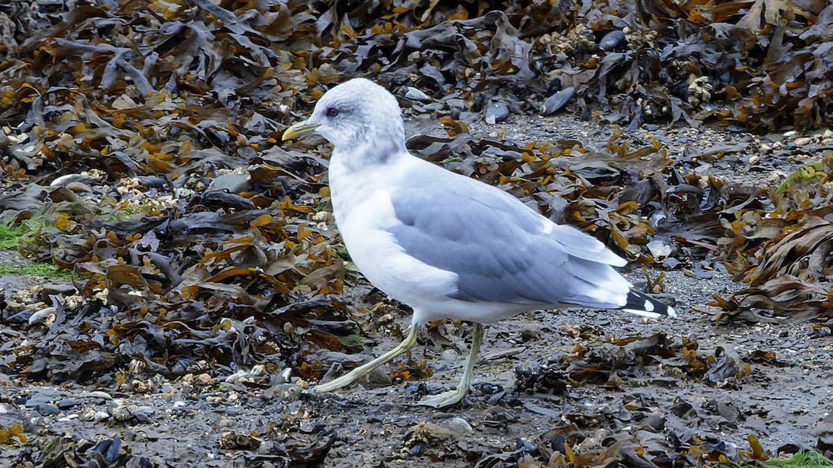 Short-billed Gull - ML623334026