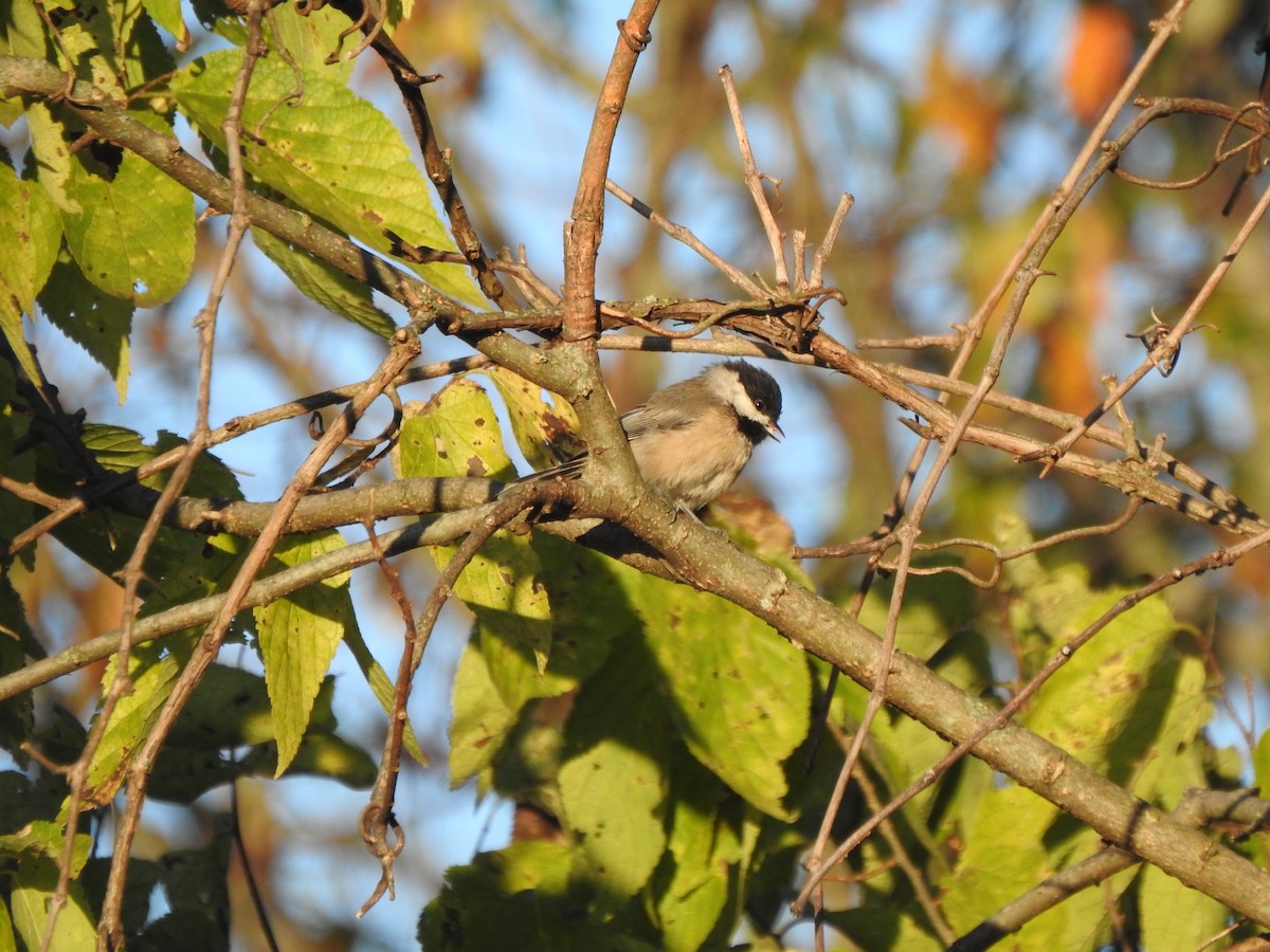 Carolina Chickadee - ML623334029