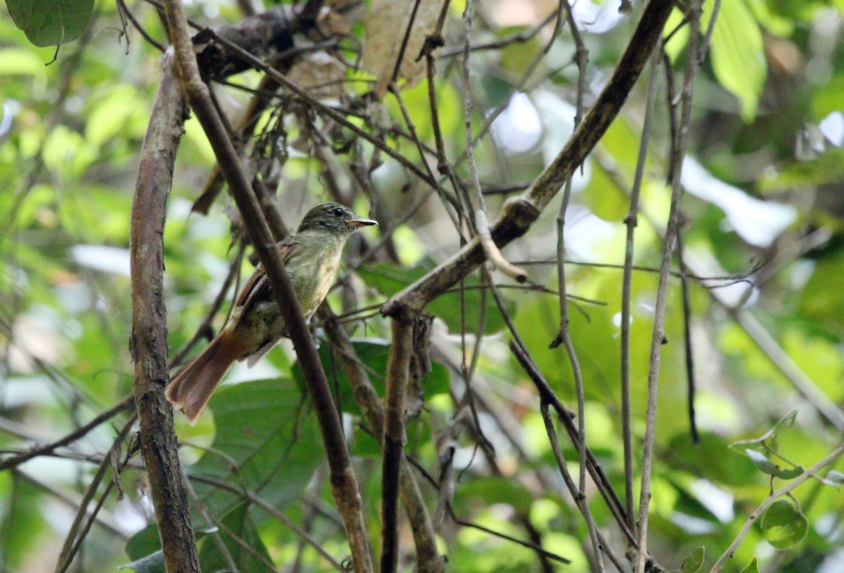 Rufous-tailed Flatbill - ML623334055