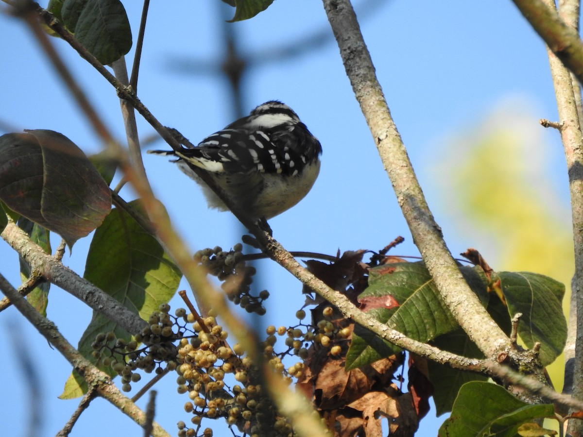 Downy Woodpecker - ML623334056