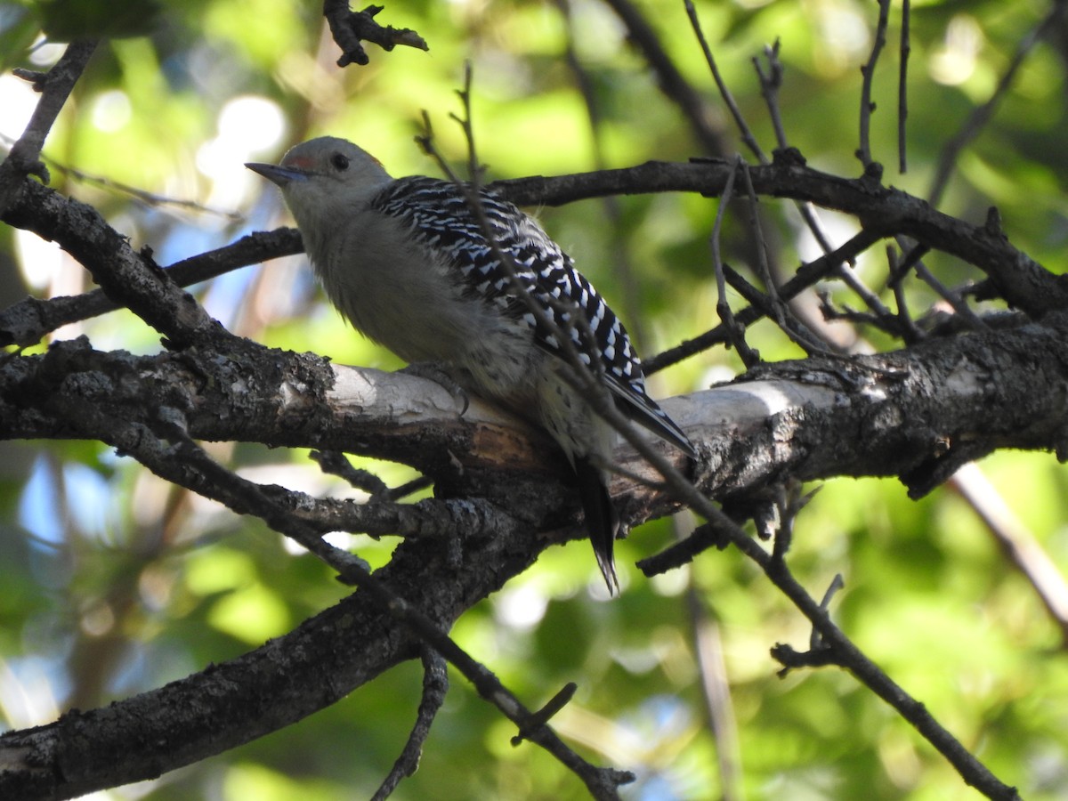 Red-bellied Woodpecker - ML623334074