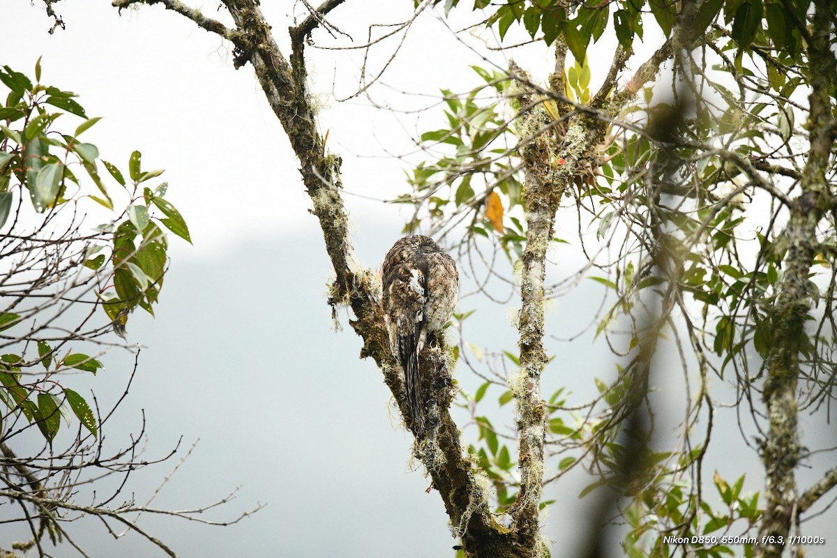 Andean Potoo - ML623334080