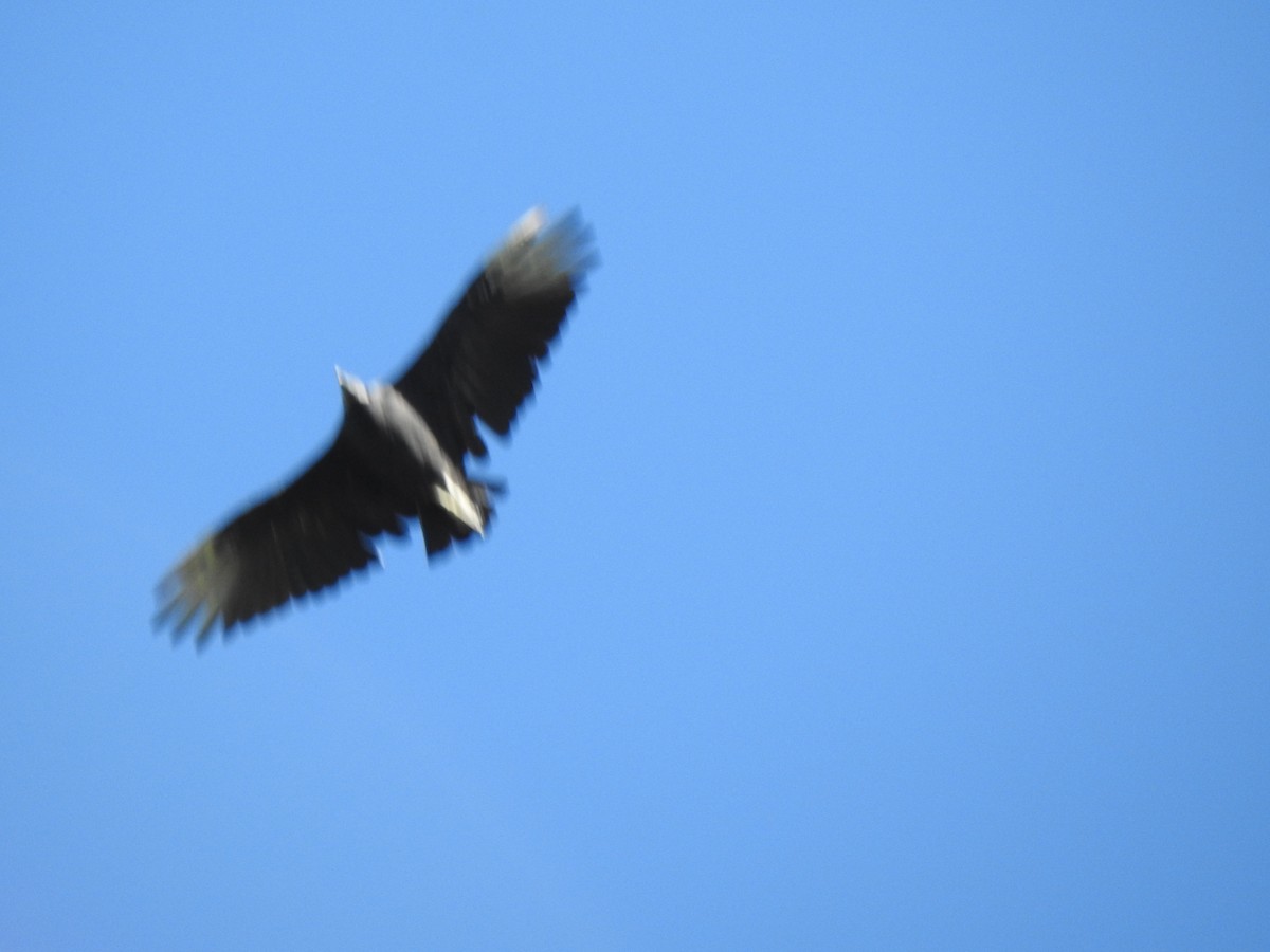 Black Vulture - ML623334084