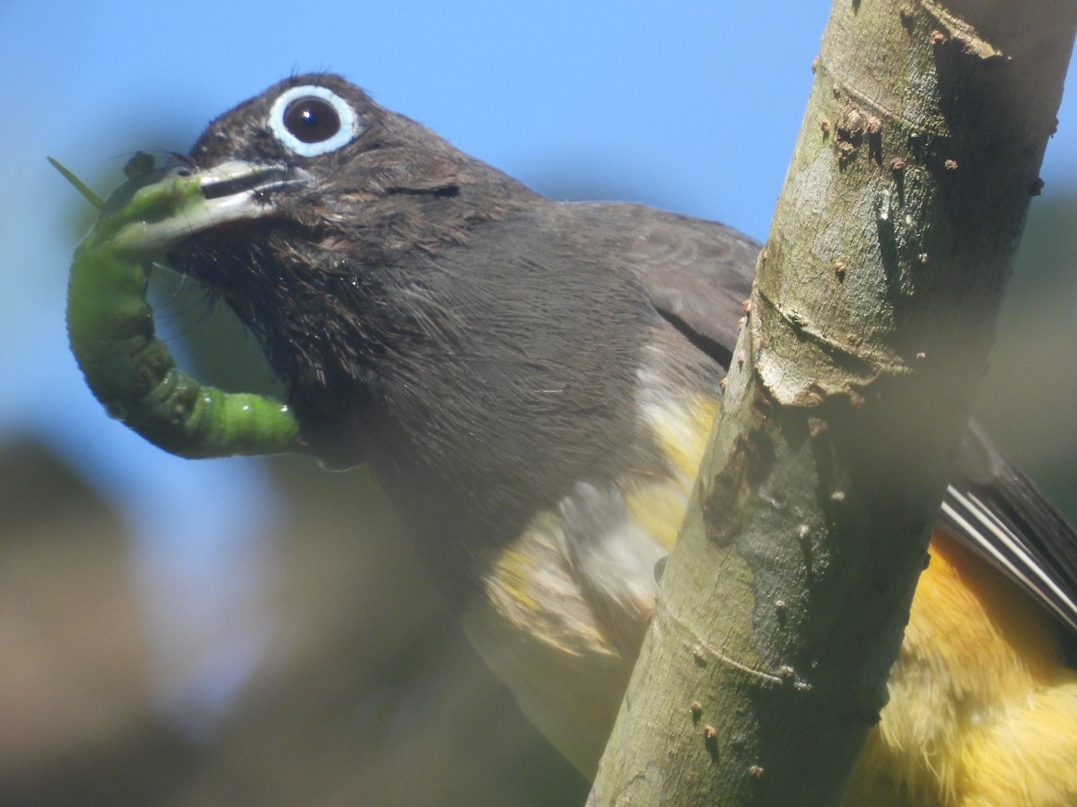 Black-headed Trogon - ML623334125