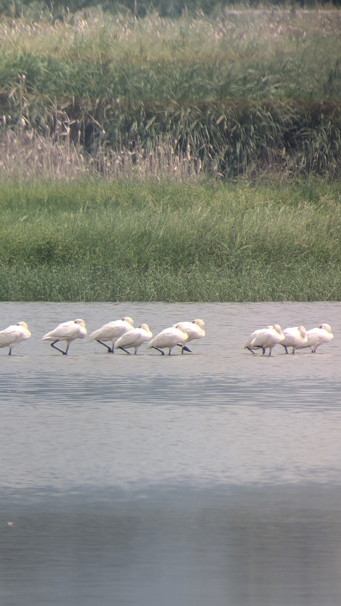 Black-faced Spoonbill - ML623334182