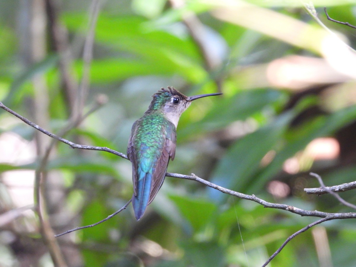 Wedge-tailed Sabrewing - ML623334206