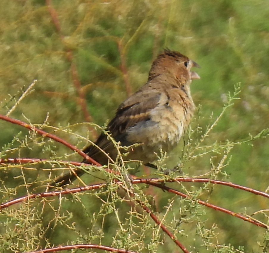Indigo Bunting - ML623334212