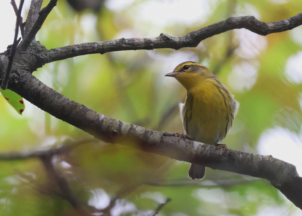 Blackburnian Warbler - ML623334282