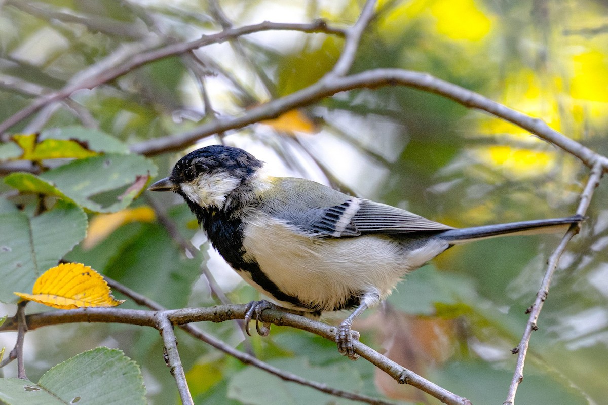 Japanese Tit - ML623334336