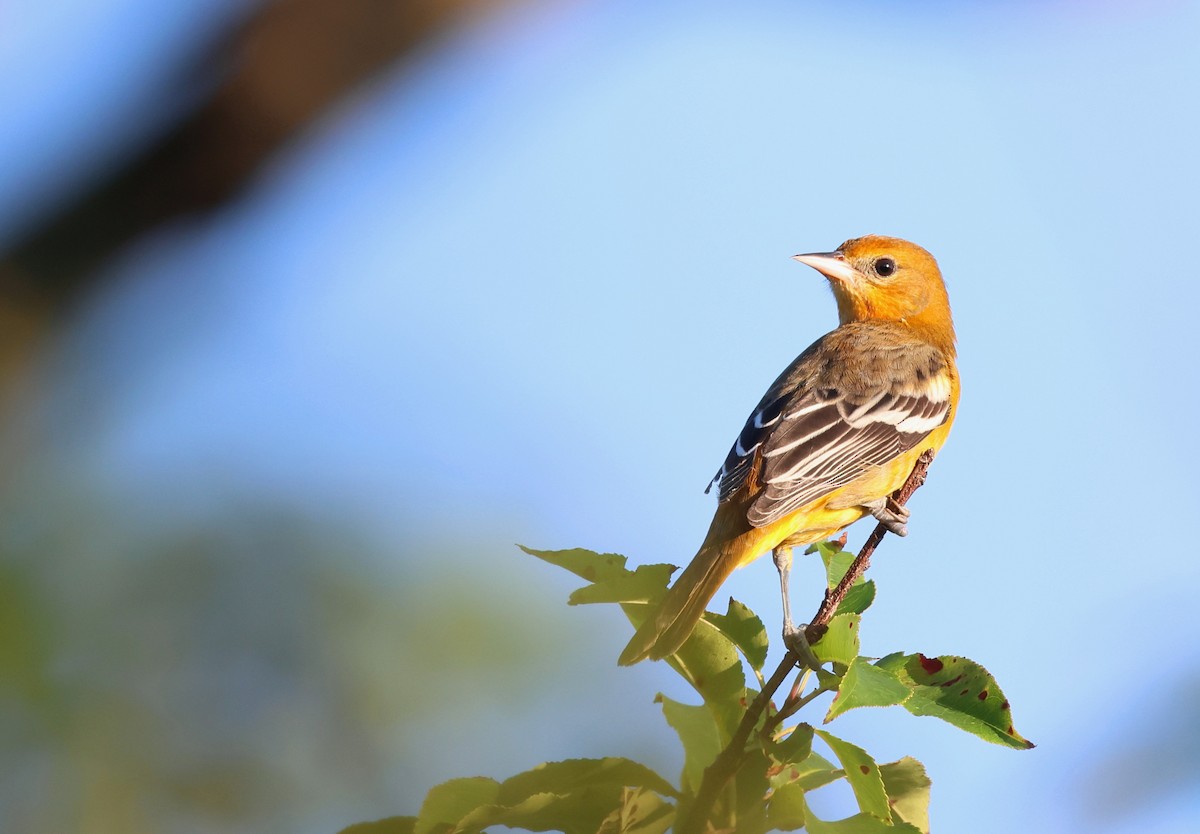 Baltimore Oriole - ML623334381