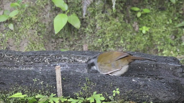 Sierra Nevada Brushfinch - ML623334393