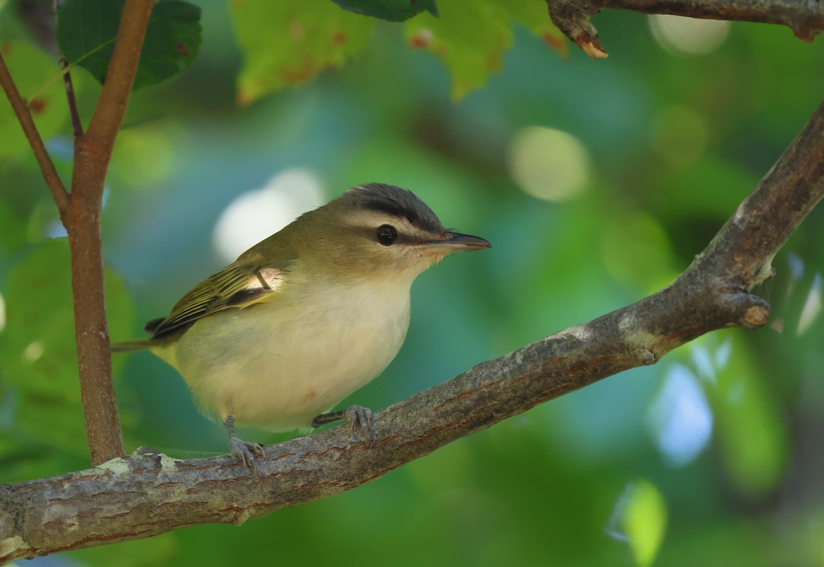 Red-eyed Vireo - ML623334544