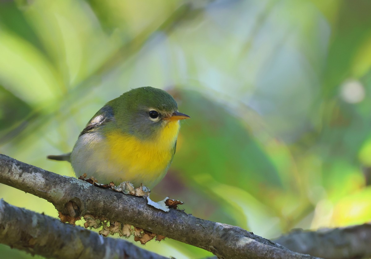 Northern Parula - Aaron Graham