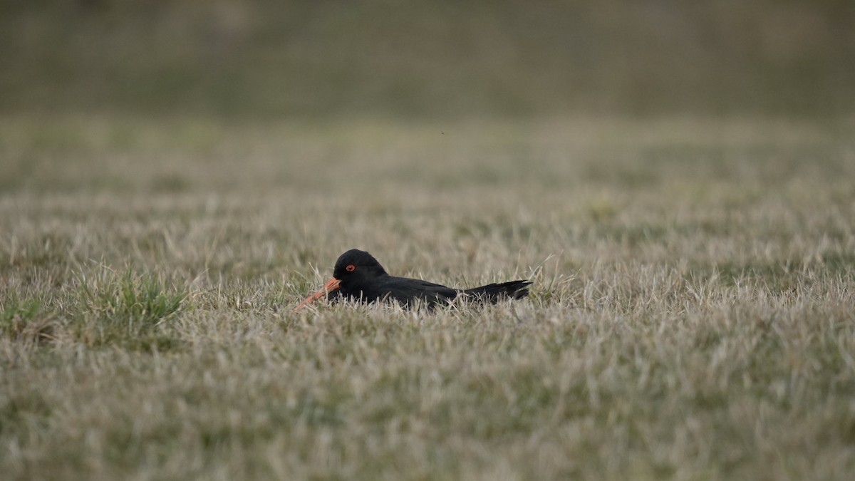 South Island Oystercatcher - ML623334574