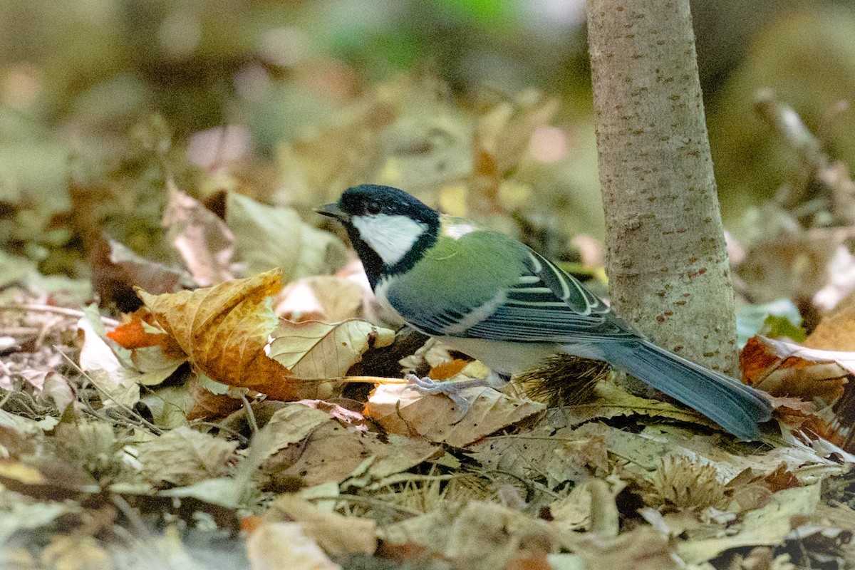 Japanese Tit - ML623334626