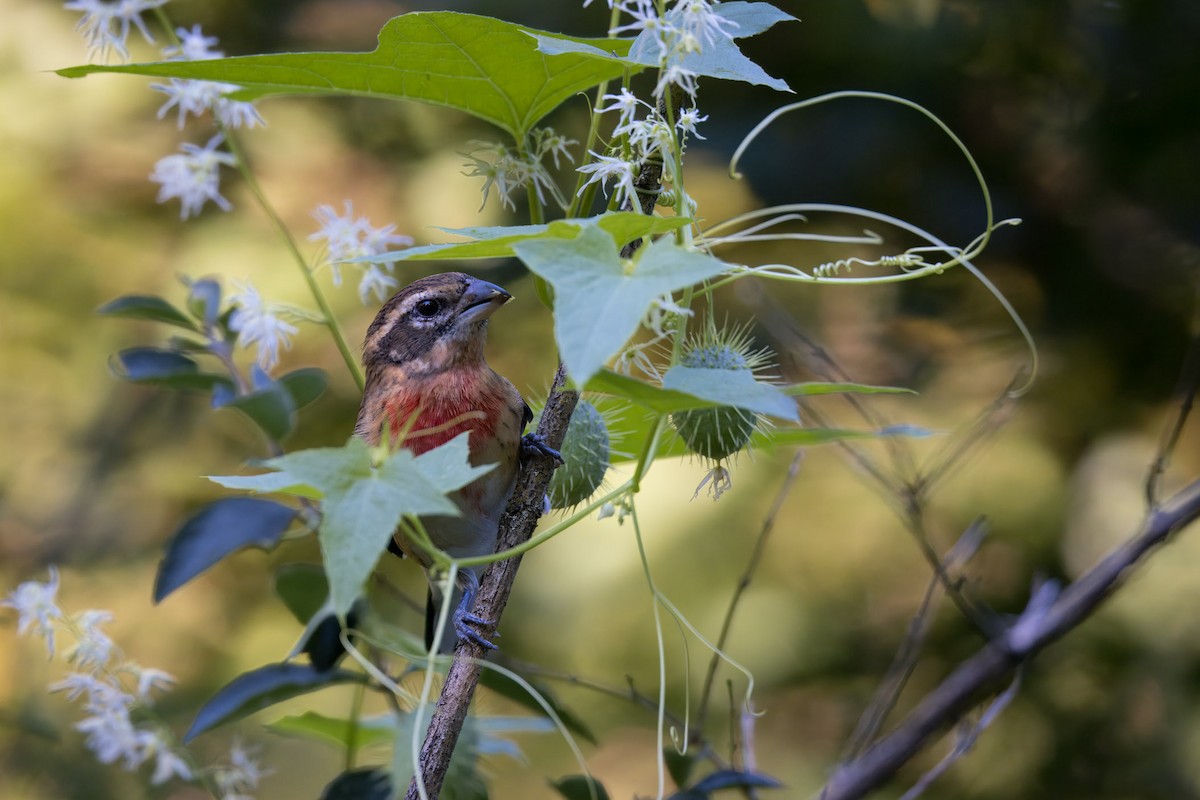 Rose-breasted Grosbeak - ML623334723