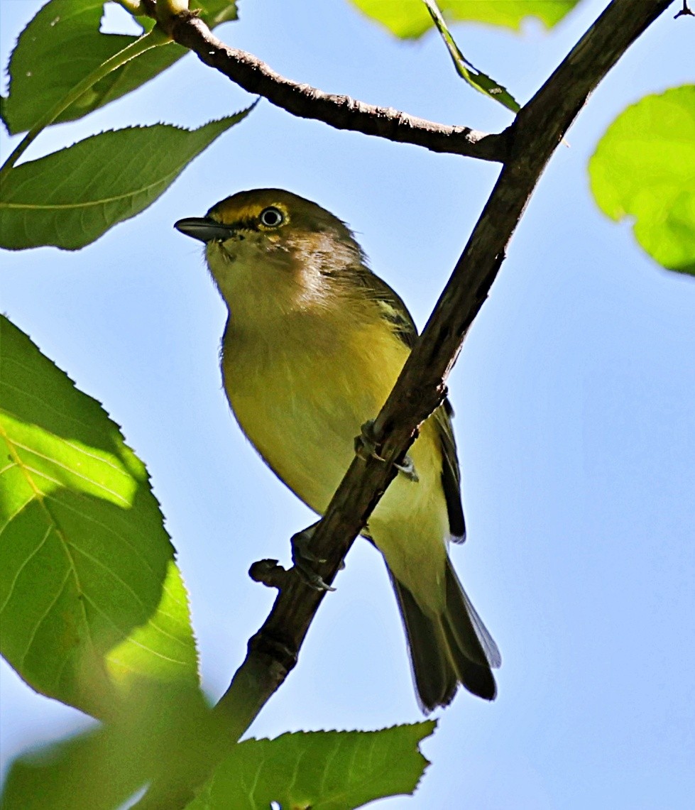 White-eyed Vireo - ML623334776