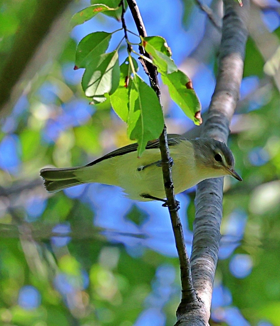 Philadelphia Vireo - ML623334793