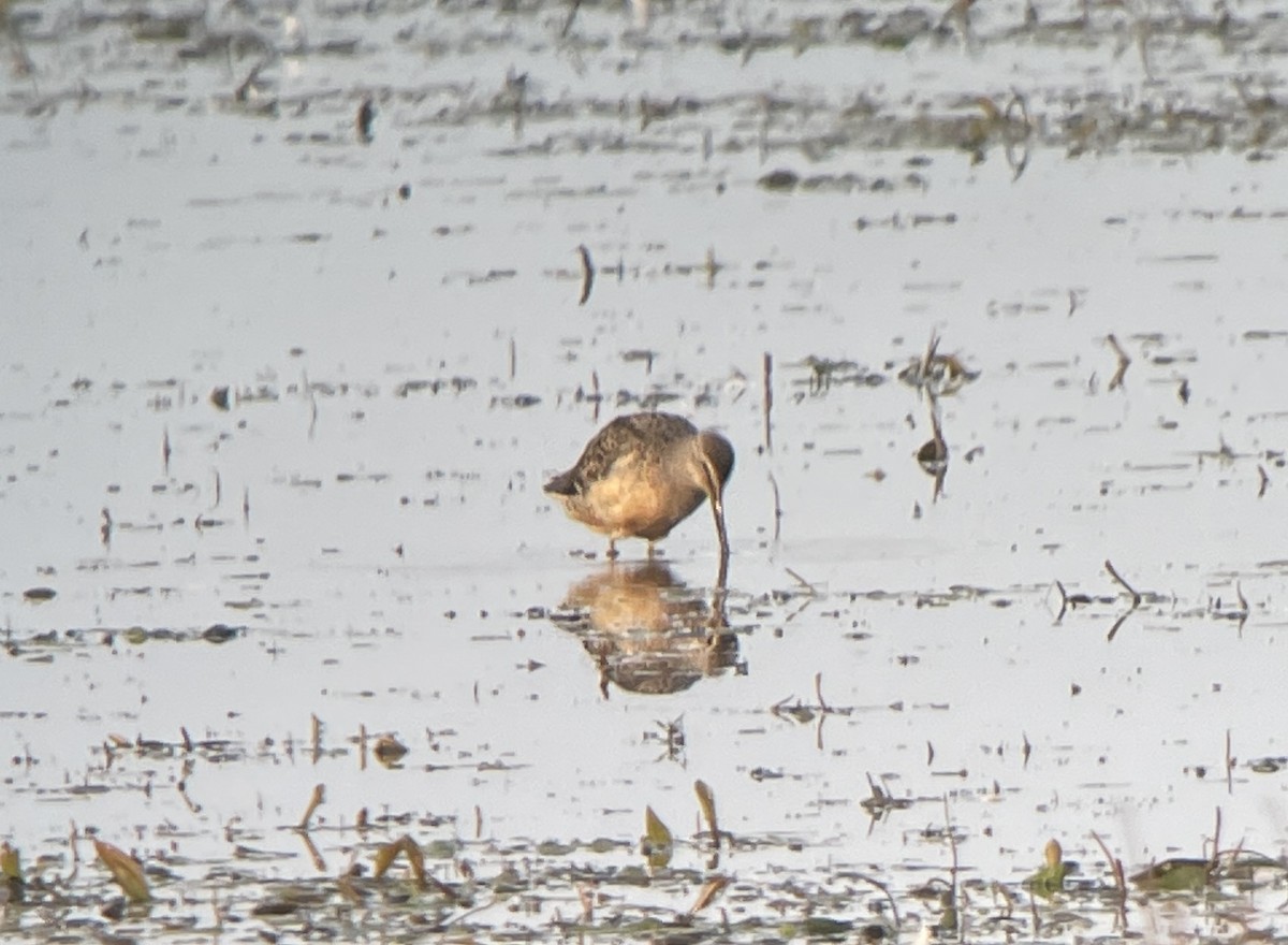 Long-billed Dowitcher - ML623334803