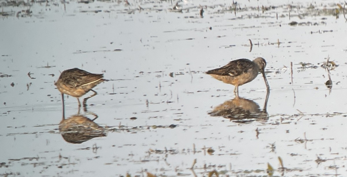 Long-billed Dowitcher - ML623334805