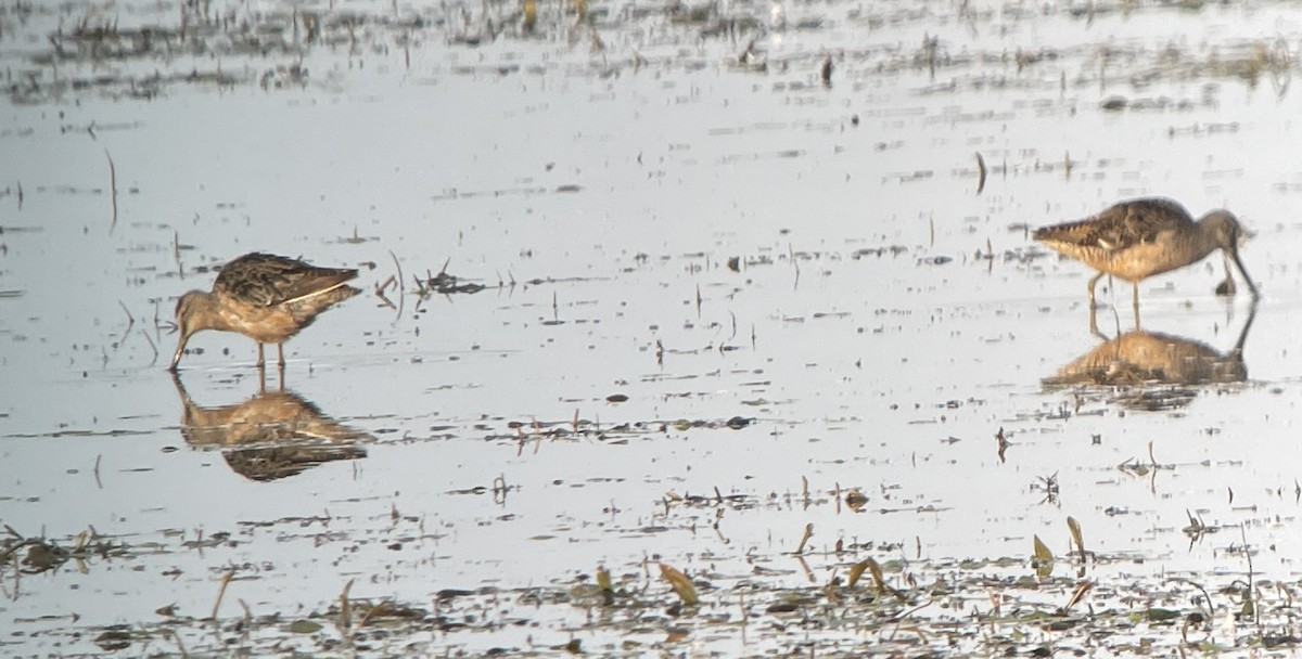 Long-billed Dowitcher - ML623334806