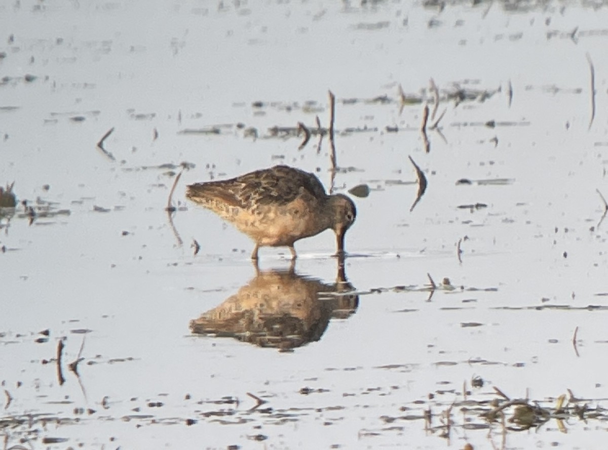 Long-billed Dowitcher - ML623334807