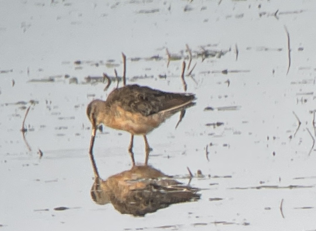 Long-billed Dowitcher - ML623334894