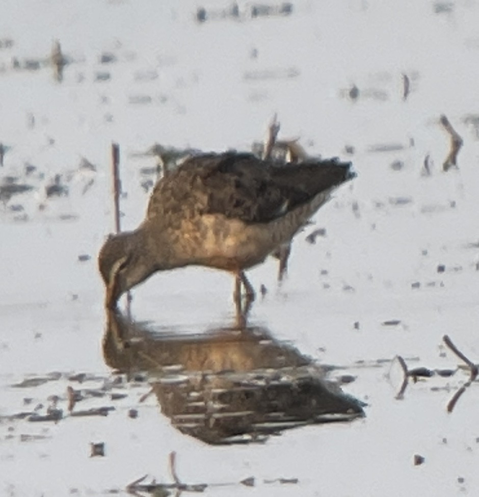 Long-billed Dowitcher - ML623334895