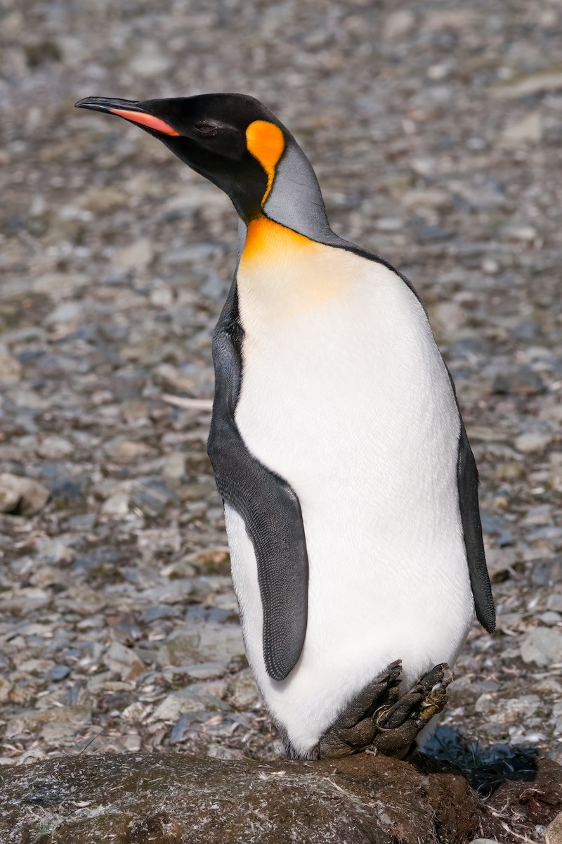 King Penguin - ML623335024