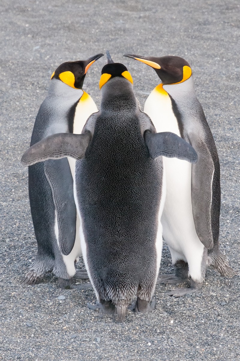 King Penguin - ML623335031