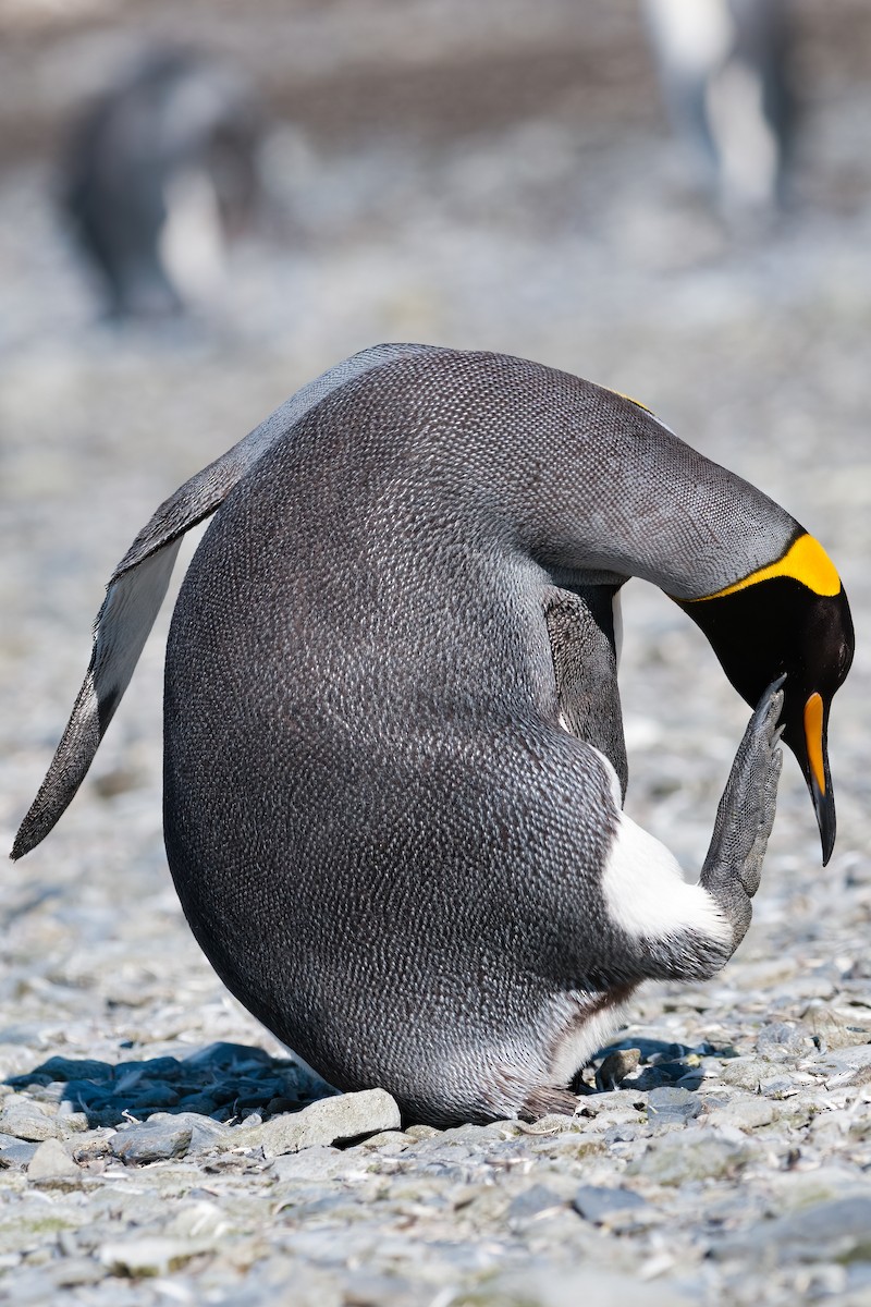 King Penguin - ML623335052