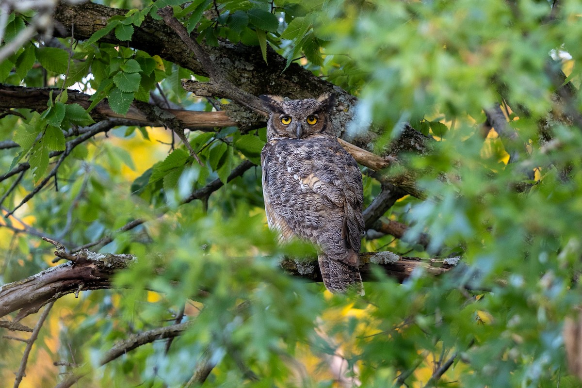 Great Horned Owl - ML623335109