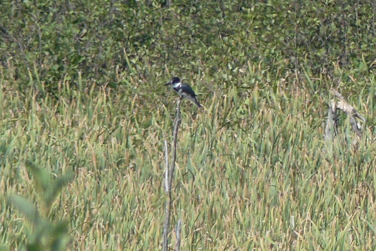 Belted Kingfisher - ML623335143