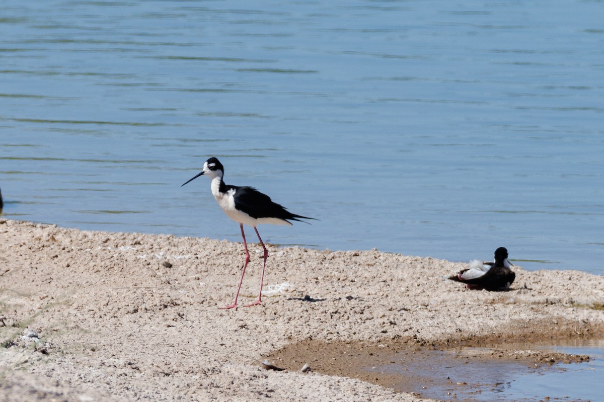 Black-necked Stilt - ML623335145