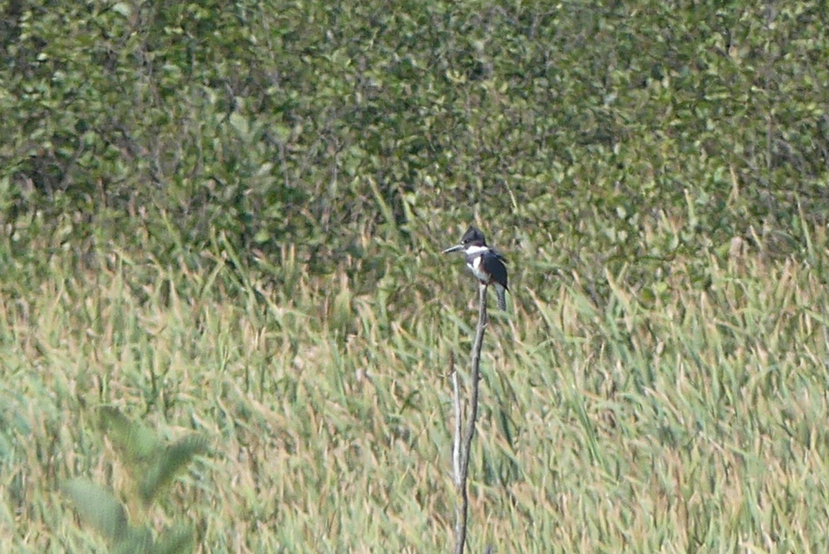 Belted Kingfisher - ML623335158