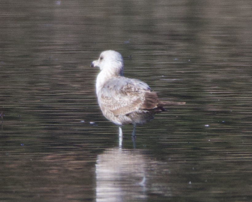 California Gull - ML623335217