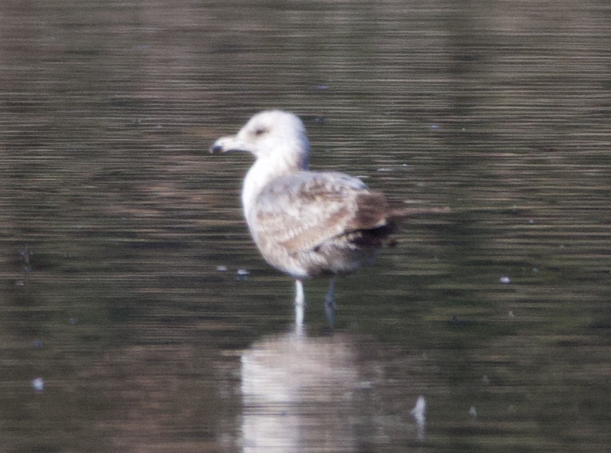 California Gull - ML623335219