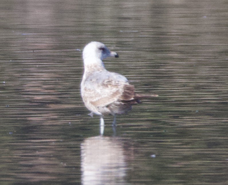 California Gull - ML623335220