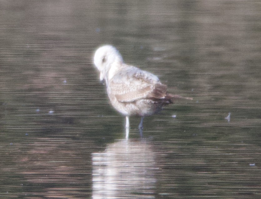 California Gull - ML623335221