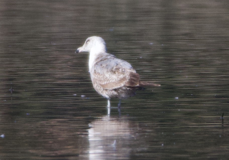 California Gull - ML623335222