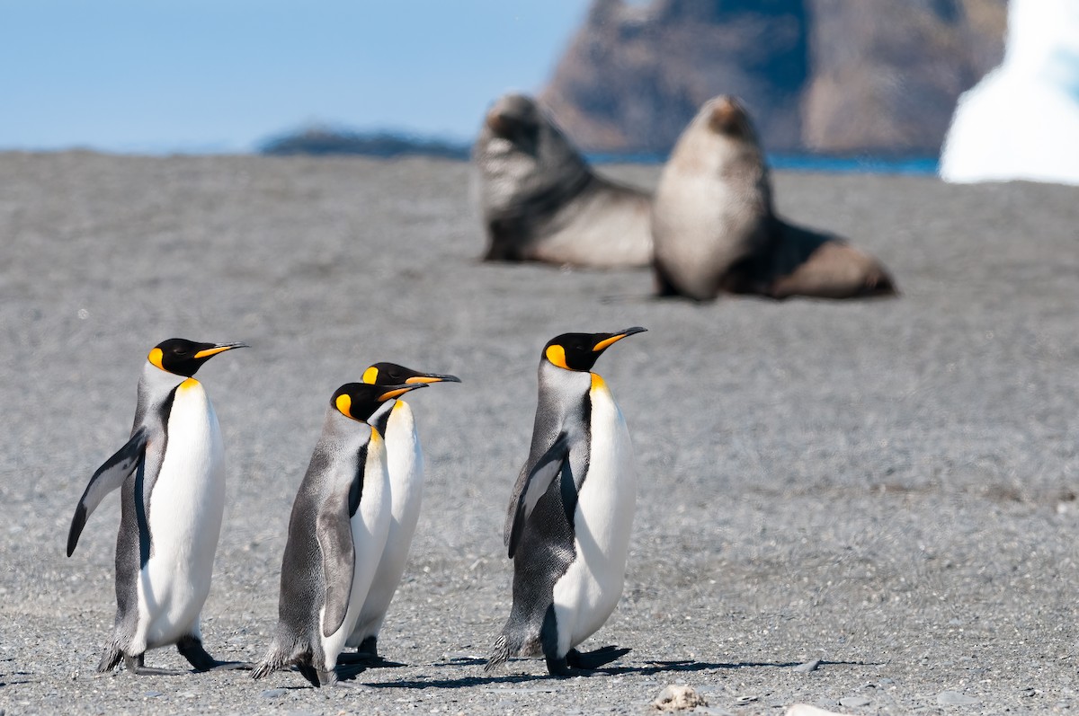 King Penguin - ML623335300