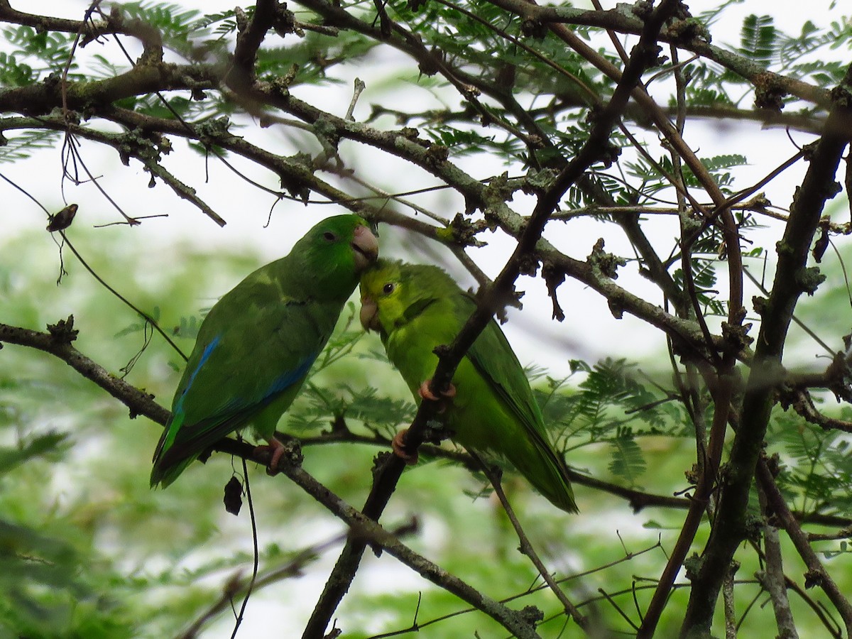 Turquoise-winged Parrotlet - ML623335459