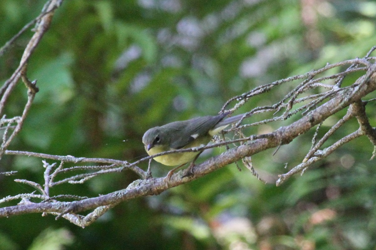 Black-throated Blue Warbler - ML623335482