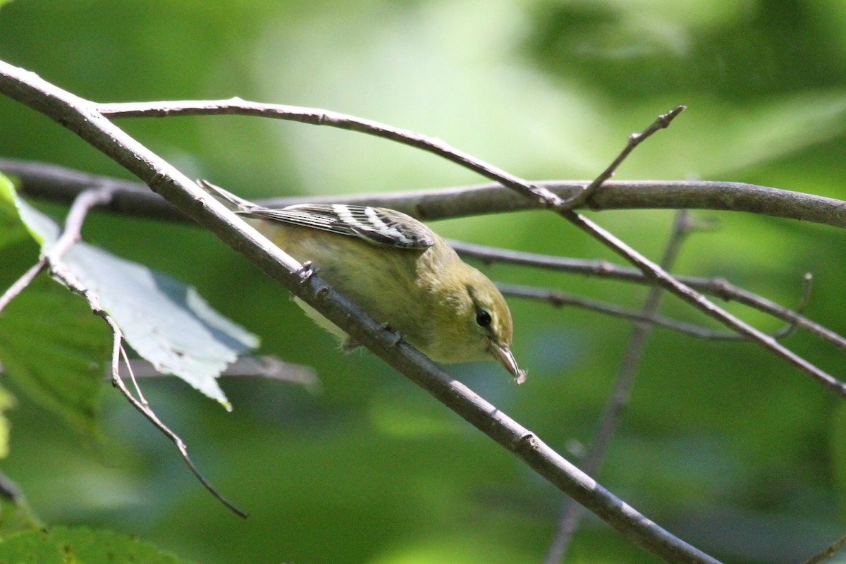 Bay-breasted Warbler - ML623335496