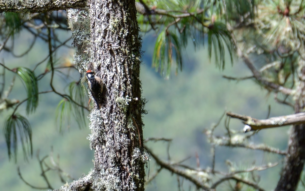 Hairy Woodpecker (South Mexican) - ML623335597