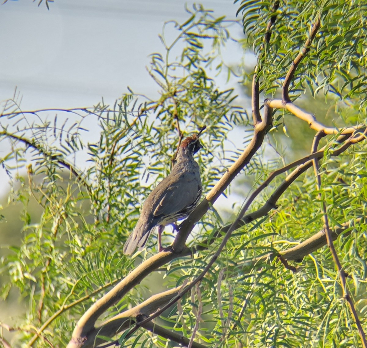 Gambel's Quail - ML623335636